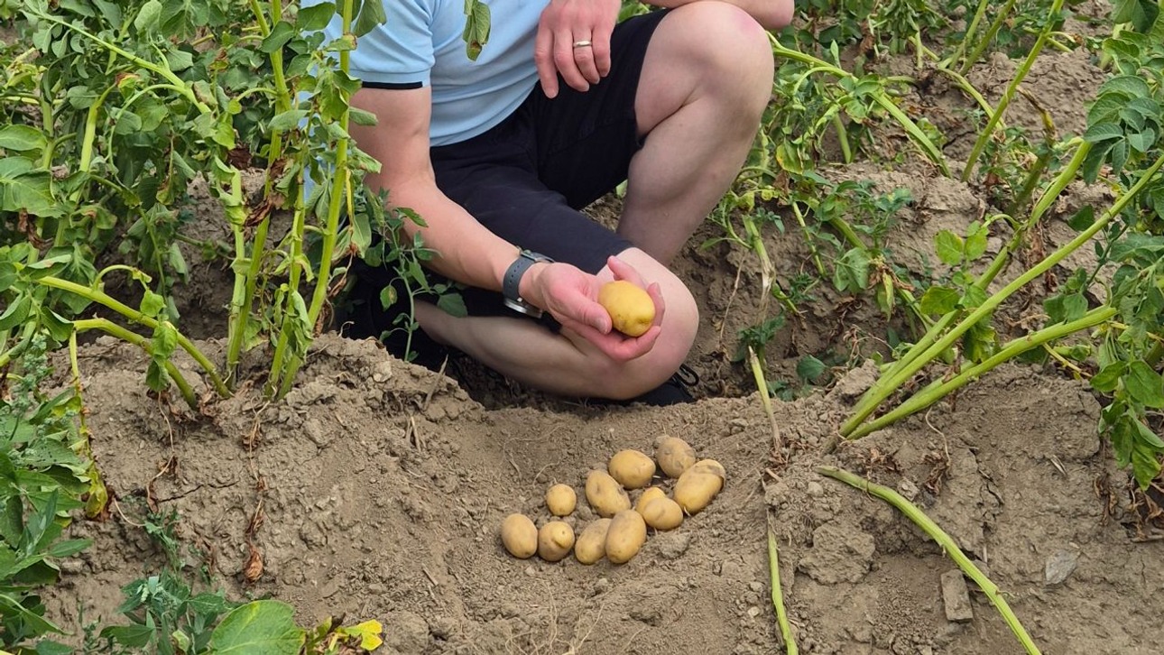 Harvested potatoes Austrian field trials