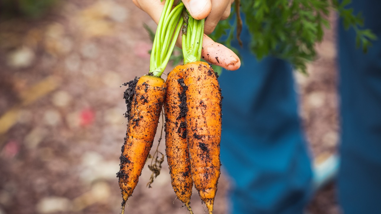 Fresh carrots